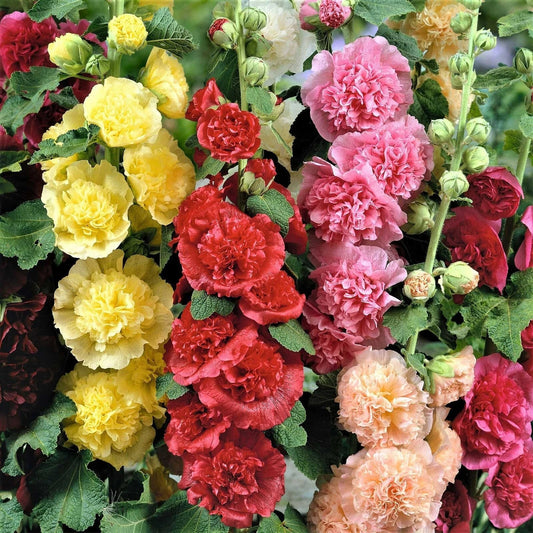 Hollyhock Seeds - Chater's Double Mix - Non-GMO - 200 Seeds - Alcea rosea