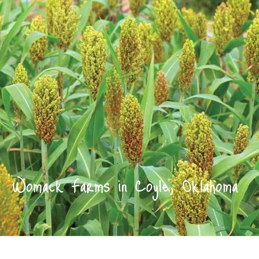 Wild Game Sorghum Seeds, 150+ Premium Milo Seeds for Planting, Food Plot Crop - Sorghum bicolor