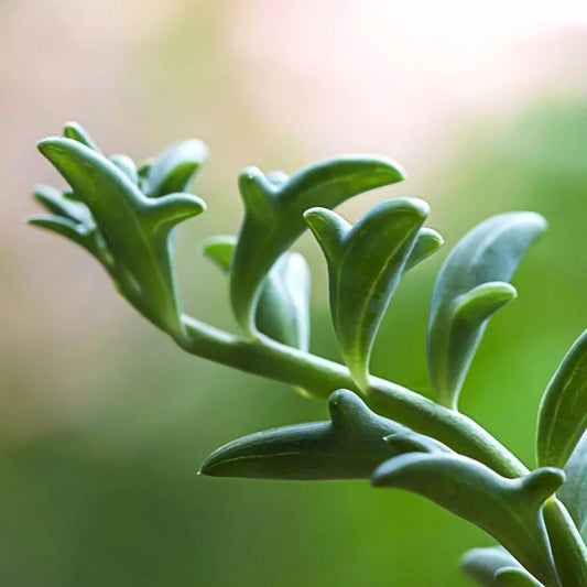 Rare Senecio peregrinus Unrooted Cuttings - 4" Long String of Dolphins - Houseplant Succulent