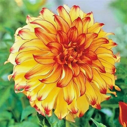 Dahlia 'Lady Darlene' Live Bulb Tuber 8-10" Yellow Red Blooms Perennial Flower Plant