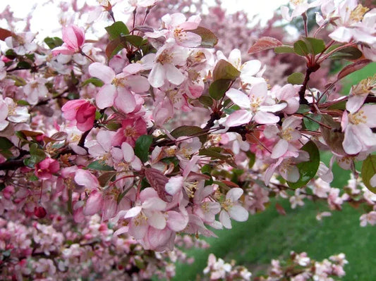 Robinson Crabapple Seeds - 25+ Pack - Malus 'Robinson' - Perfect for Garden Planting - USA