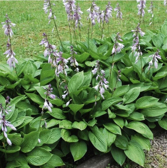 Hosta Elegans Live Plants - 4 Roots - Hosta sieboldiana - Shade Perennial Garden Plants