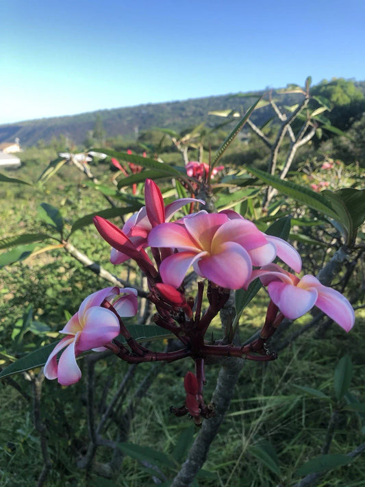 Pink Plumeria Cutting 10 Inch Rooted Plant - Hawaiian Grown Frangipani (Plumeria spp.) x1