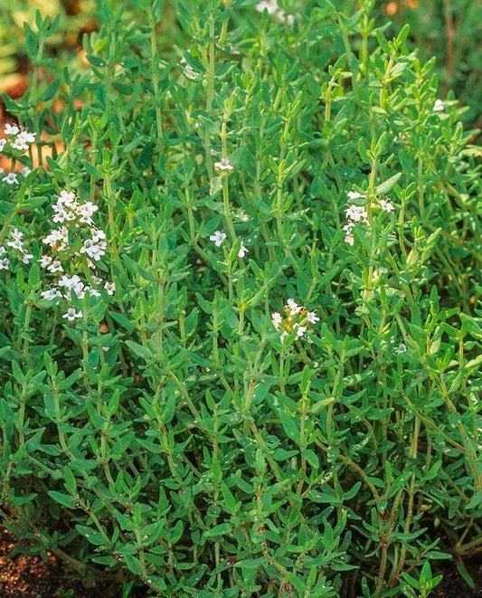 Common Thyme Seeds - 1000+ True Winter Thyme Perennial Herb for Kitchen Garden - Thymus vulgaris