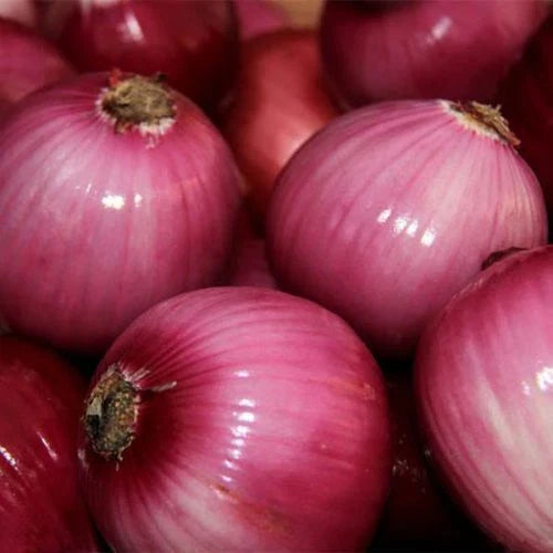 Red Grano Onion Seeds 200+ Heirloom Mild Short Day Vegetable Allium cepa - USA, Free Shipping