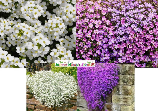 Rock Cress Mixed Colors Ground Cover Seeds - Aubrieta Perennial - Non-GMO - 1000 Seeds