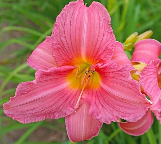 Daylily Plant - Rosa Bellini - Pink Reblooming - Hemerocallis