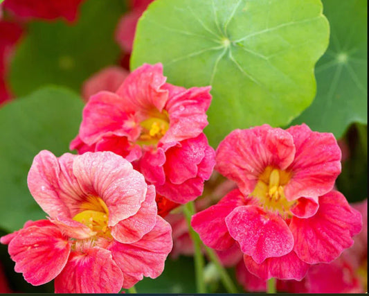 Nasturtium Seeds - Jewel Cherry Rose Variety - Edible & Fragrant - Non-GMO - 20 Seeds for Hummingbirds