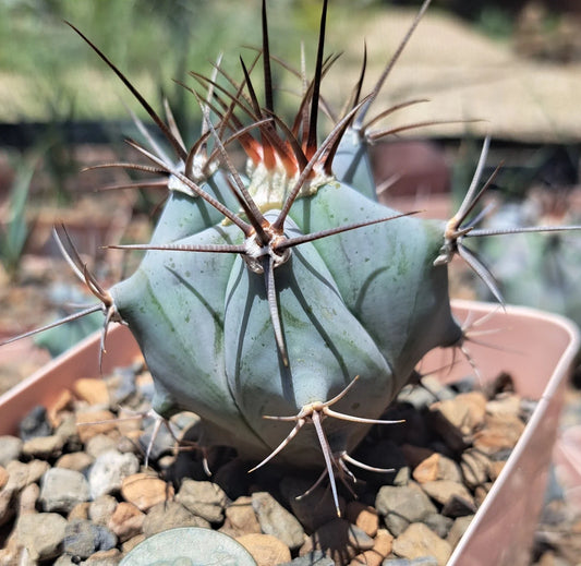 Echinocactus Platyacanthus Bare Root Cactus Plant - Unique Desert Succulent, Perfect for Indoor or Outdoor Gardens
