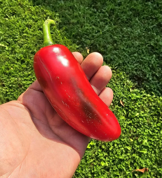 Mammoth Jalapeno Hot Pepper Seeds - 50+ Heirloom Seeds - Capsicum annuum - Fresh with Free Shipping