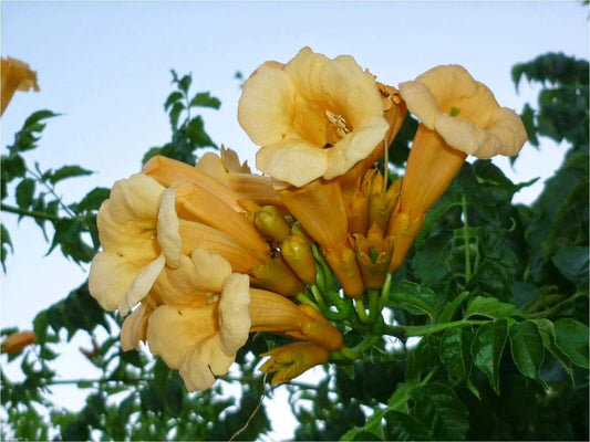 Yellow Trumpet Creeper Seeds - 80+ Count, Campsis radicans var. flava, Vibrant Yellow Flowers, Free Shipping