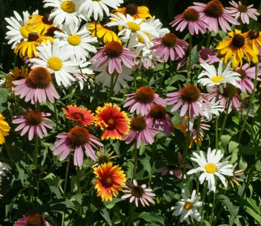 Perennial Flower Seed Mix 200+ Coneflower, Daisy, Wildflower Seeds - Eco-Friendly Blends for Garden (Echinacea, Leucanthemum)