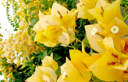 Gold Bougainvillea Starter Plant - Small Well-Rooted, Rare & Hard to Find - Bougainvillea glabra