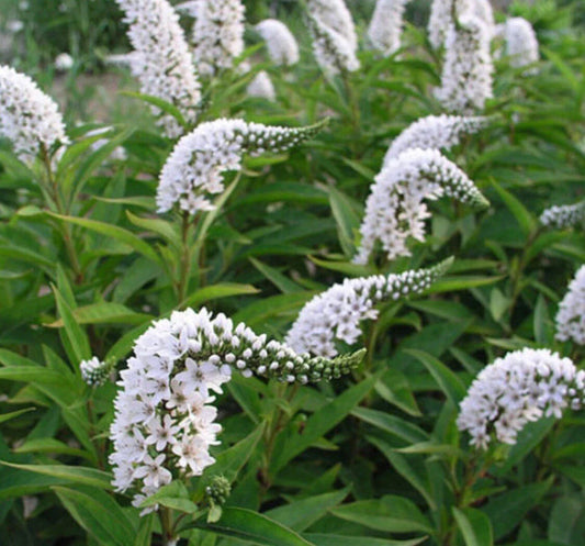 Bare Root Gooseneck Loosestrife Perennial Plant - White Flowers (Lysimachia clethroides) for Garden Landscaping