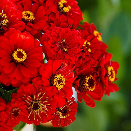 Zinnia Seeds - 200 Non-GMO Hummingbird Red - Attracts Bees & Butterflies - Zinnia elegans