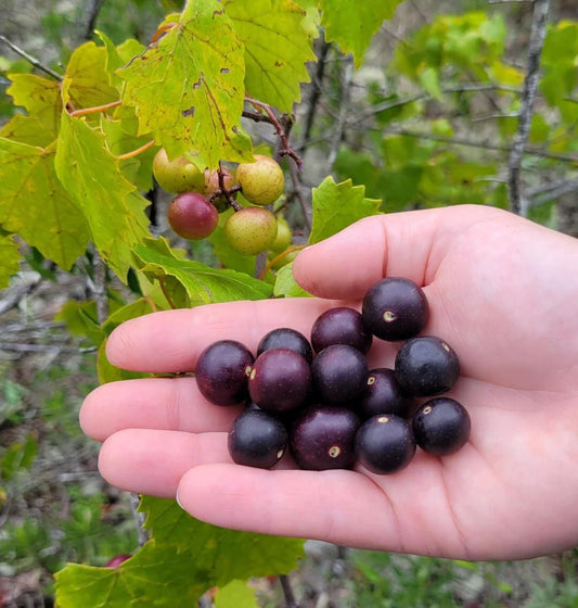 Wild Muscadine Seeds | 5 Pack | Vitis Rotundifolia | Large Sweet Fruit | Florida Vine