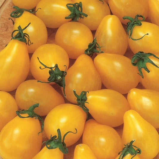 Yellow Pear Tomato Seeds 100 Ct Heirloom Non-GMO Vegetable Garden Seeds (Solanum lycopersicum)