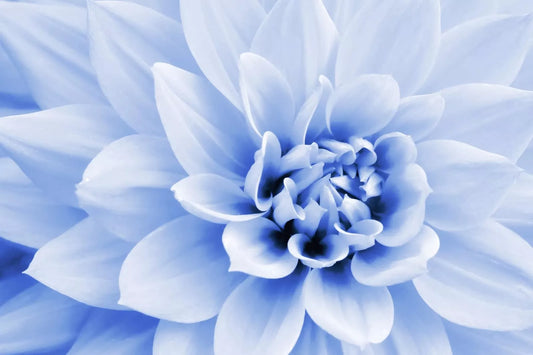Polar Bear Dahlia Flower Seeds - 50 Seeds - White Blooms - Made in USA, Ships from Iowa
