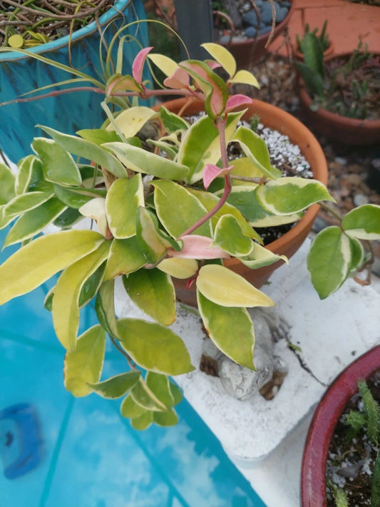 Hoya Tricolor Carnosa Krimson Queen Live Houseplant - Variegated Green and White Foliage - Hoya carnosa 'Krimson Queen'