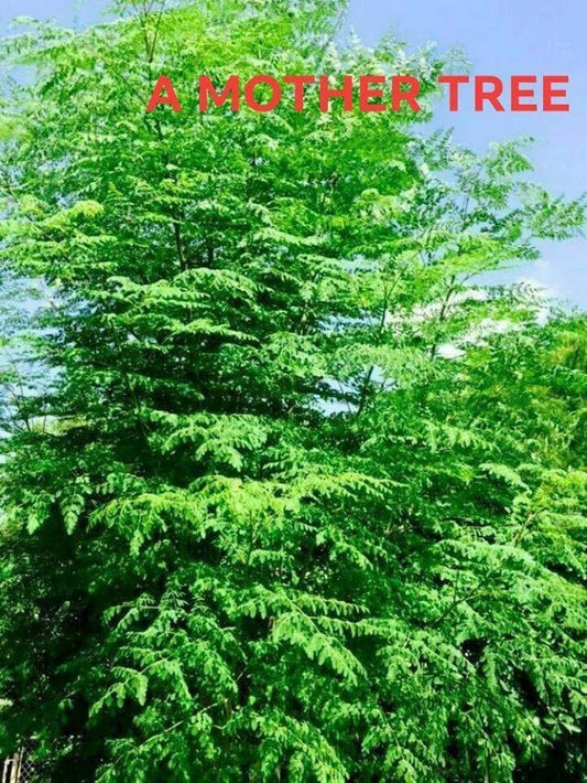Moringa Oleifera Cutting - 1" Dia 24" Drumstick Stem - Miracle Tree of Life