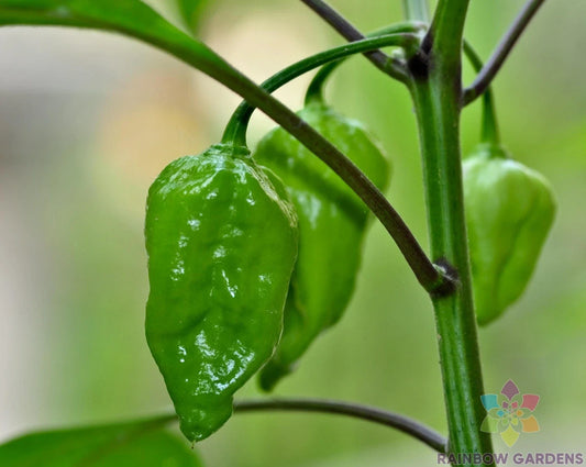 Naga Morich Hot Pepper Seeds - 25+ Count - Capsicum chinense - Ideal for Garden Planting - USA