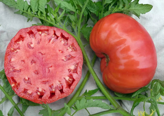 Mortgage Lifter Tomato Seeds - 10+ Heirloom Organic Non-GMO Seeds - Perfect for Home Gardening - Solanum lycopersicum