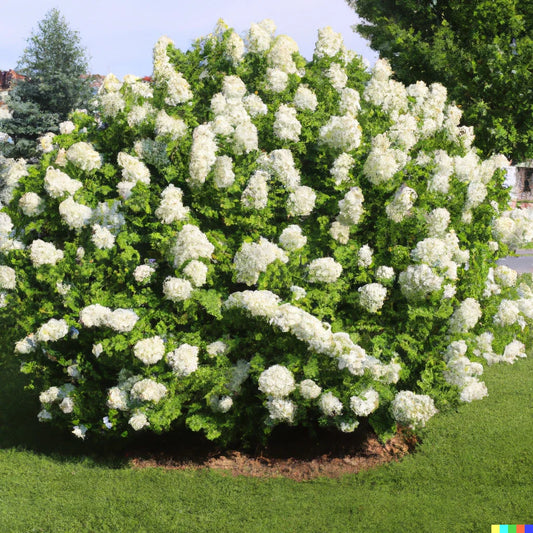 Hydrangea Seeds - 50 Pack, White Flower Bush, Hedge, Shrub | Hydrangea quercifolia