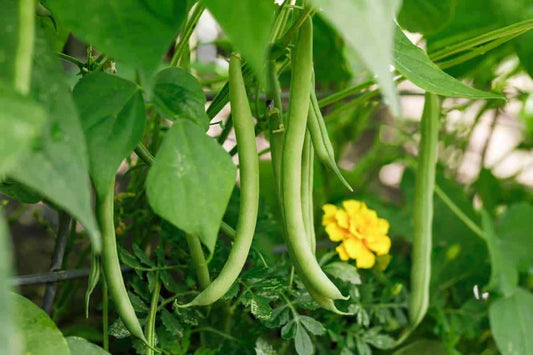 Slenderette Bush Green Bean Seeds, Stringless, NON-GMO, Heirloom, Phaseolus vulgaris