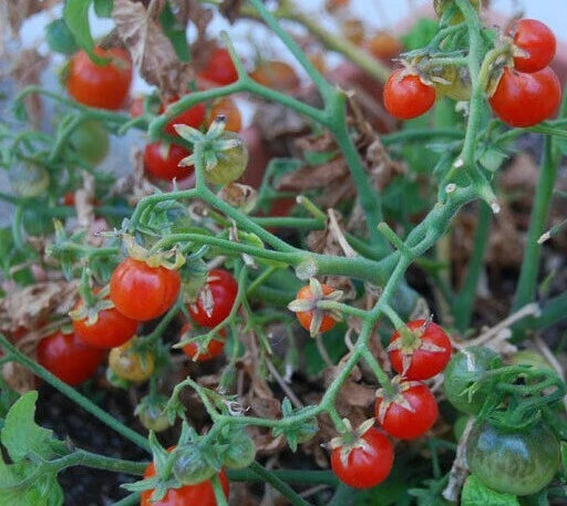 Tiny Tim Cherry Tomato Seeds 50+ Dwarf Variety Ideal for Containers, Solanum lycopersicum