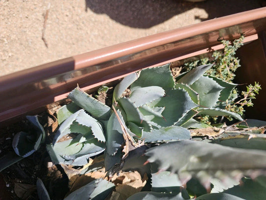 Agave Potatorum Pup, 3-6" Bare Root Succulent Plant, Rare Agave Variety for Home and Garden Decor