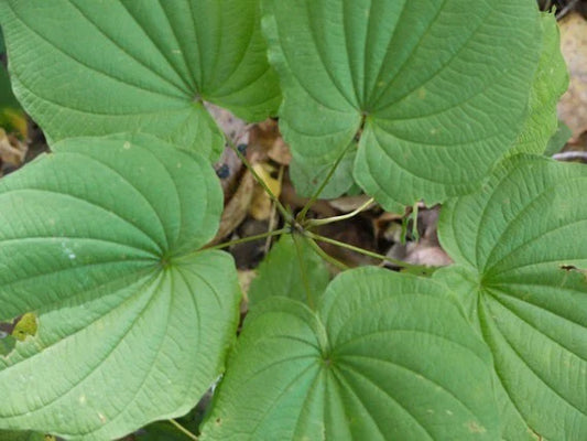 Wild Yam Bare Root - Dioscorea Perennial Wildflower Vine - 10 Pack for Gardens and Landscapes