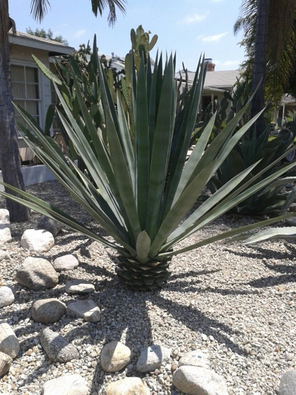 Agave Sisalana Baby Plants - 4" Rooted Green Sisal Hybrid (Agave fourcroydes) - Set of 3