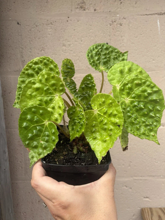 Rare Begonia Melanobullata Live Indoor House Plant 4.5” Pot Fully Rooted Green Variety