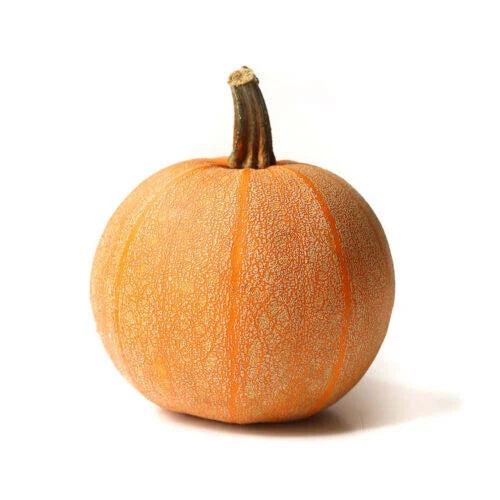 Winter Luxury Pumpkin Seeds - 25+ Seeds for Garden Planting - Cucurbita maxima - USA Grown, Free Shipping
