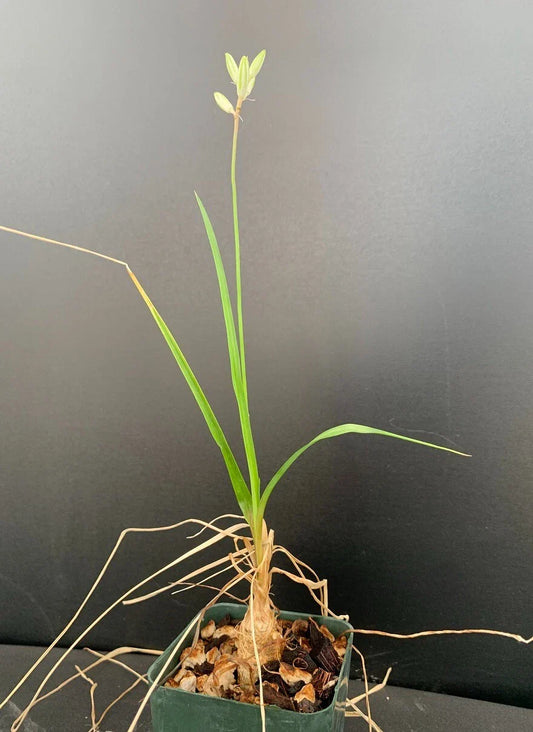 Trachyandra saltii - Rare Succulent Plant - 2.5" Pot - Unique Indoor Greenery
