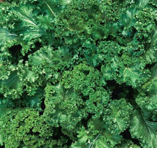 Mustard Seeds 500+ Southern Giant Curled Green Brassica juncea for Healthy Garden