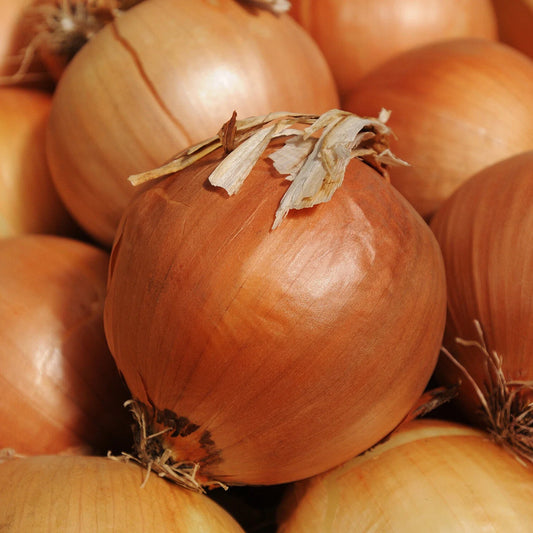 Onion Seeds 250+ Yellow Sweet Spanish Allium Vegetable Garden Seeds