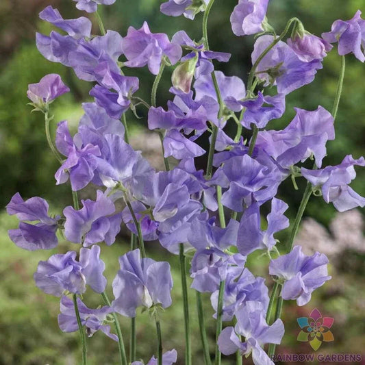 Royal Lavender Sweet Pea Seeds - 50+ Premium Seeds for Garden Planting - Lathyrus odoratus - USA