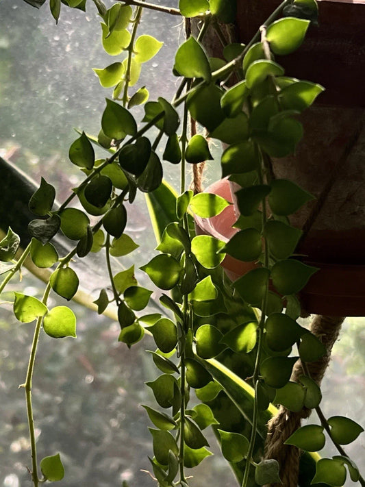 Dischidia Ruscifolia Million Hearts Plant 4" Unrooted Cutting - Unique Houseplant for Home Decor