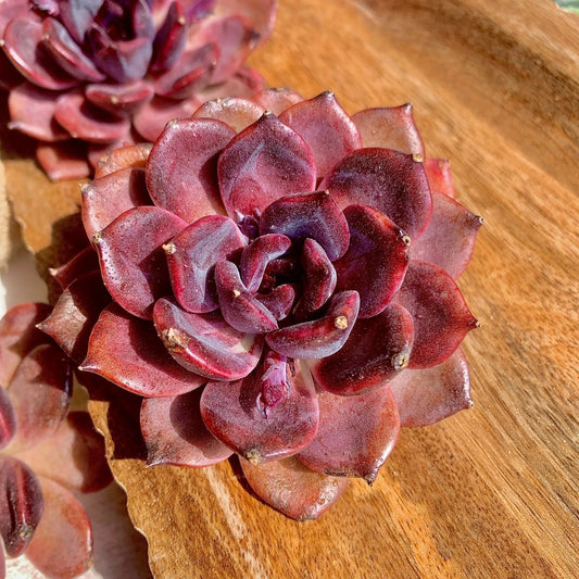Echeveria Black Mamba Succulent Plant - Rare Bare Root Easy Care Live Plant - Great for Indoor Gardening