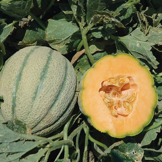 Orange Sherbet F1 Hybrid Melon Seeds - Heirloom Garden Seeds for Planting - Cucumis melo