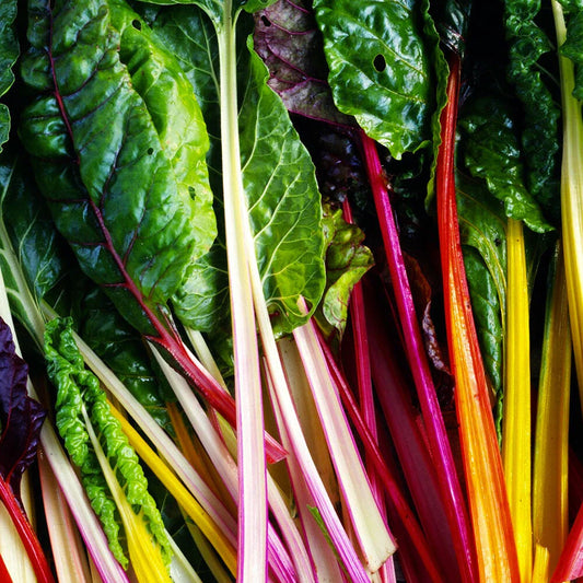 Rainbow Swiss Chard Seeds 50 Ct Non-GMO Vegetable Garden Seeds, Beta vulgaris, USA, Free Shipping