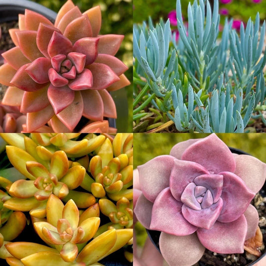 Rainbow Succulent Bundle - 4 Colorful Live Succulents/Cuttings - Assorted Varieties - Perfect for Home Decor