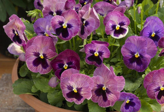Pansy Seeds - 50 Delta Premium Persian Medley Flower Seeds - Violas, Colorful Garden Plants