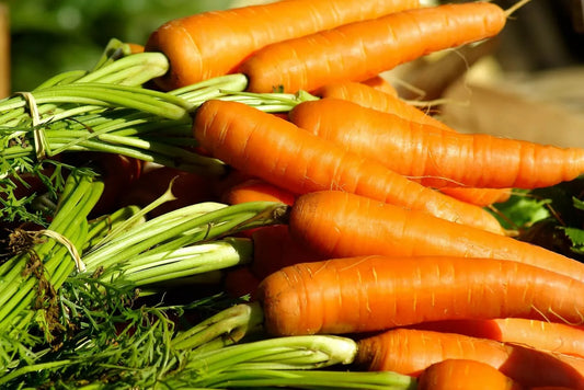 Danvers Carrot Seeds | Non-GMO Vegetable Garden Seeds | Daucus carota | Heirloom Variety for Fresh Harvests USA