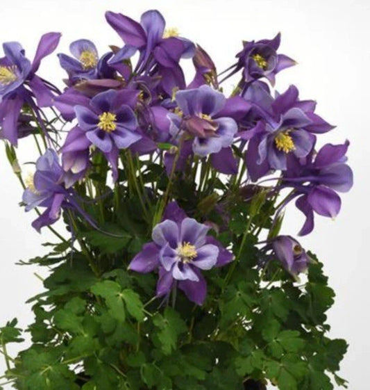Columbine Perennial Bare Root Plant - Blue Flowers - Aquilegia - Fast-Growing Flowering Garden Plant - Easy Care