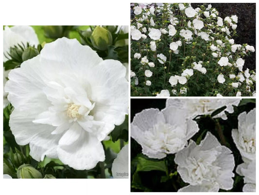 Heirloom White Chiffon Double Rose of Sharon Hibiscus Flower Seeds - 25+ Seeds