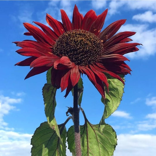 Red Sun Sunflower Seeds - 50+ Heirloom Non-GMO - Rare Variety - Helianthus annuus