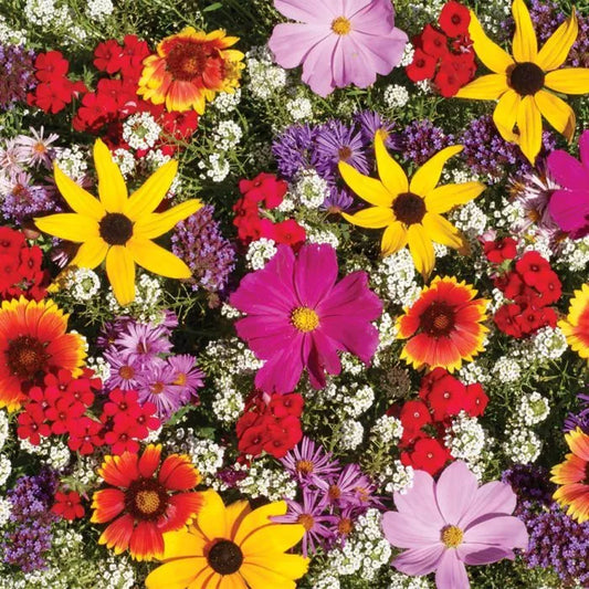 Monarch Butterfly Wildflower Mix Seeds - 100+ Colorful Wildflowers with Milkweed - Pollinator Garden Seeds