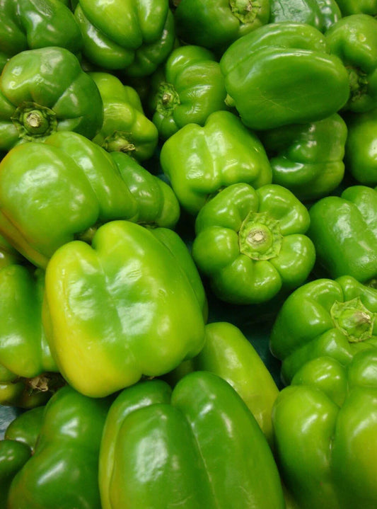 Yolo Wonder Pepper Seeds 50+ Non-GMO Sweet Bell Vegetable Seeds for Garden (Capsicum annuum)